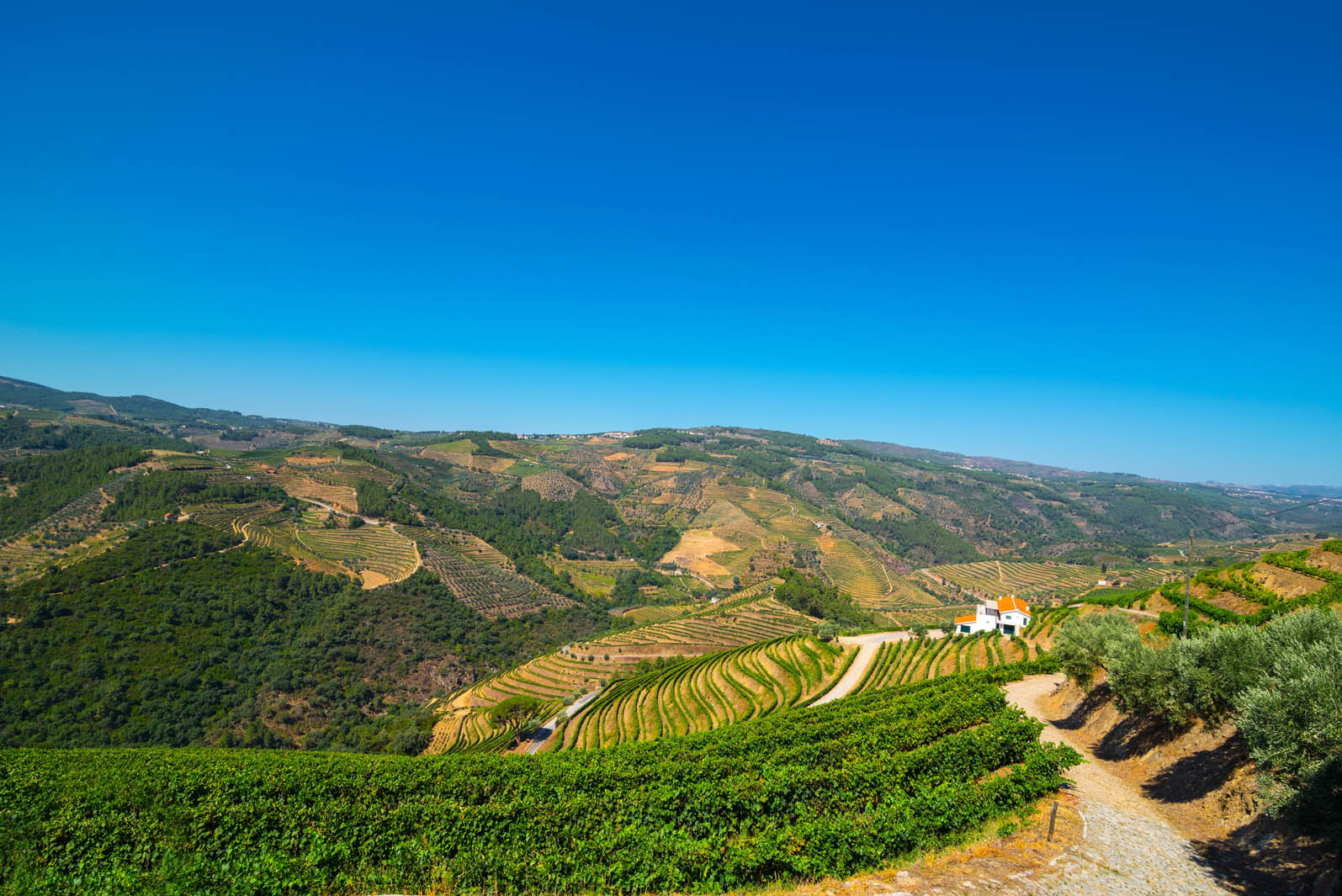 VINEYARDS & WINERY FOR SALE DOURO PORTO WINE-GROWING PORTUGAL | Douro Superior Porto, Cima Corgo, Baixo Corgo